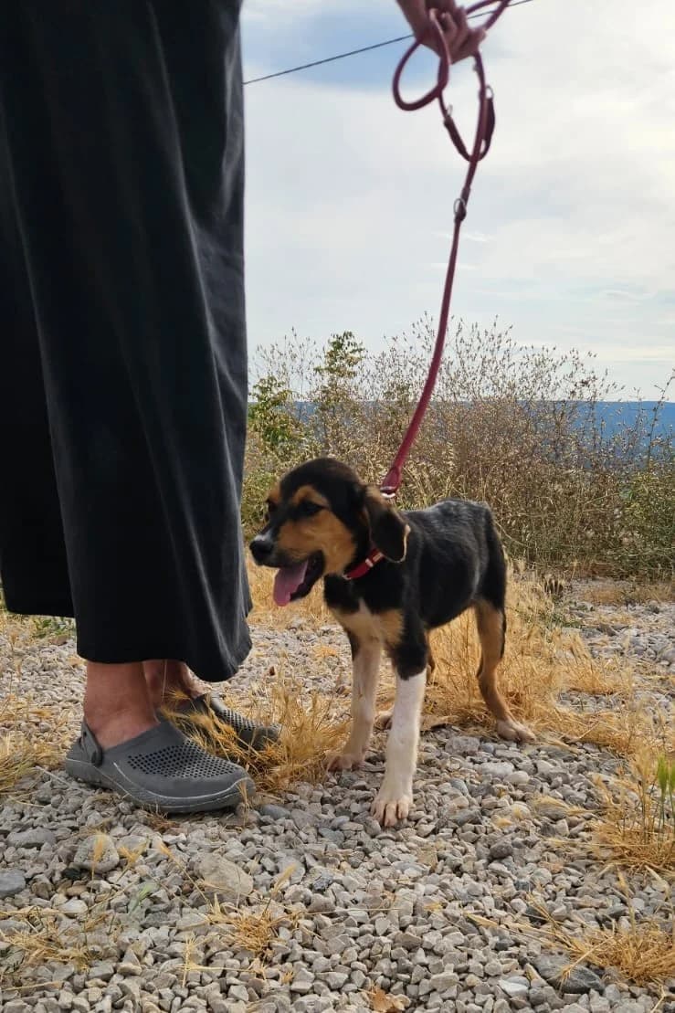 Mabel, female puppy Mixed Breed for adoption at Streunerglück e.V., München