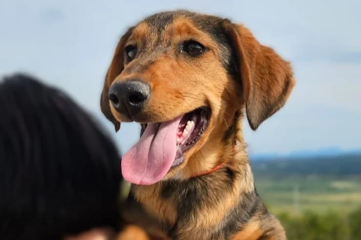Maggie, female puppy Mixed Breed for adoption at Streunerglück e.V., München