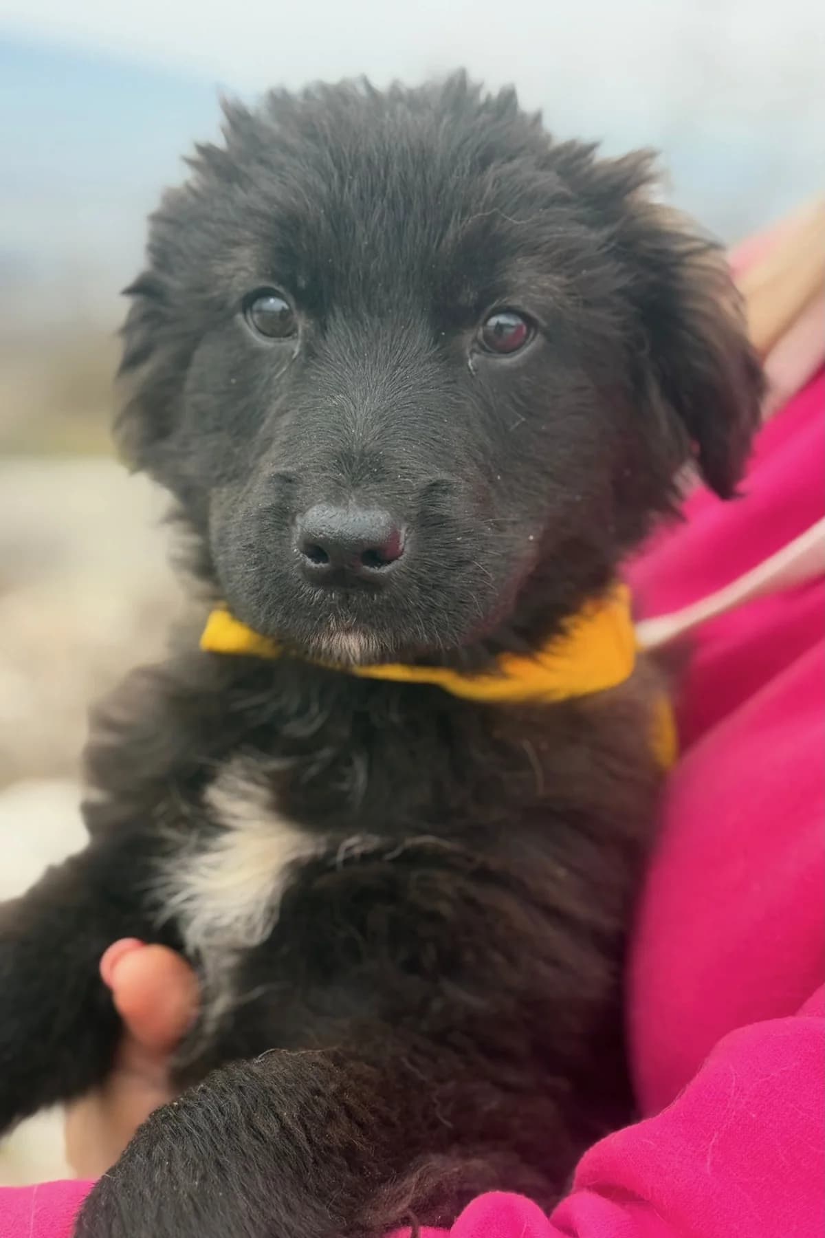 Momo, female Mixed Breed for adoption at Streunerglück e.V., München