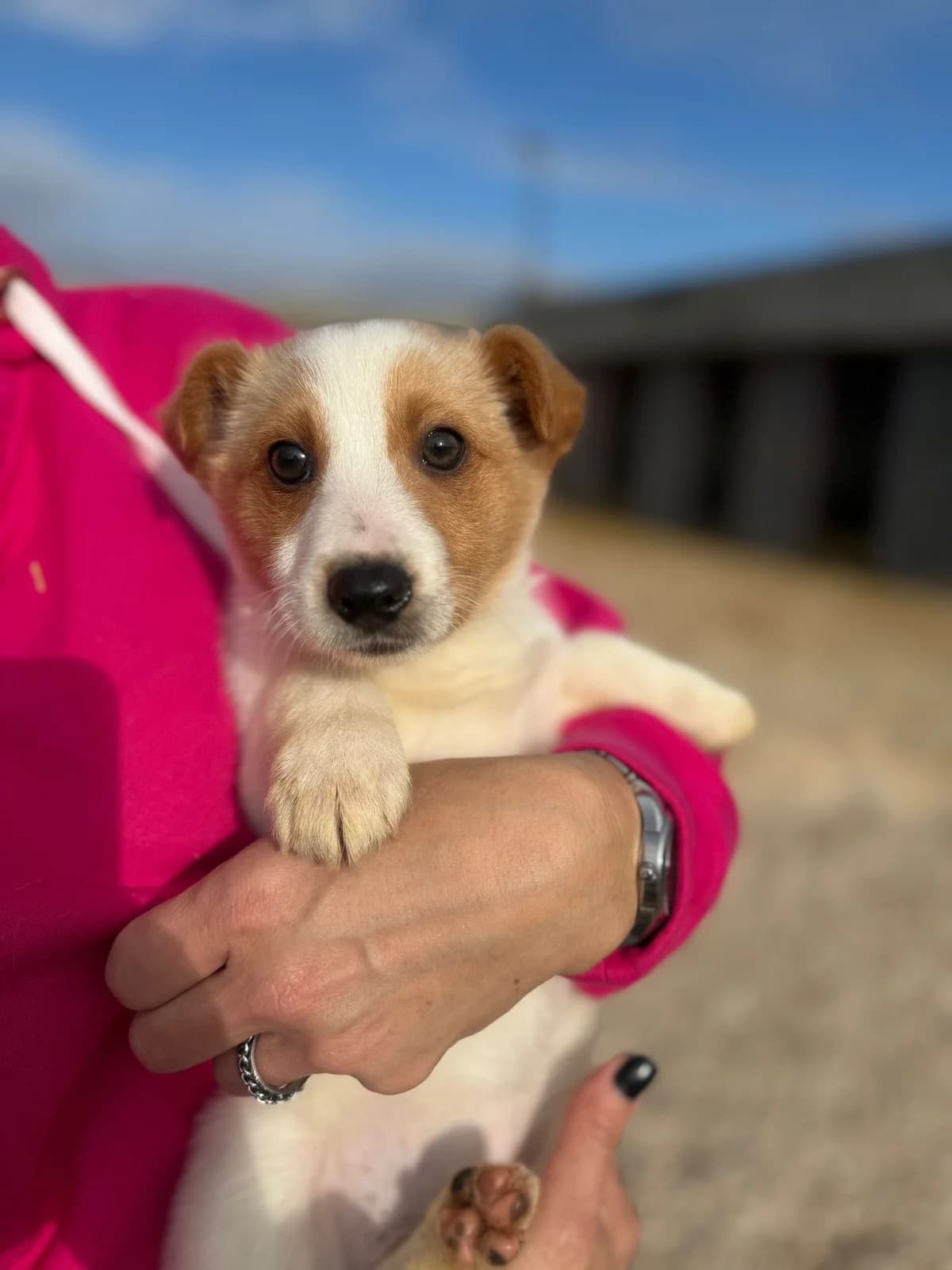 Nami, female Mixed Breed for adoption at Streunerglück e.V.