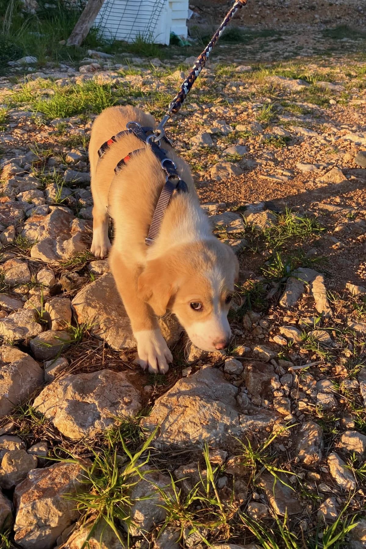 Pepeo, male Mixed Breed for adoption at Streunerglück e.V.