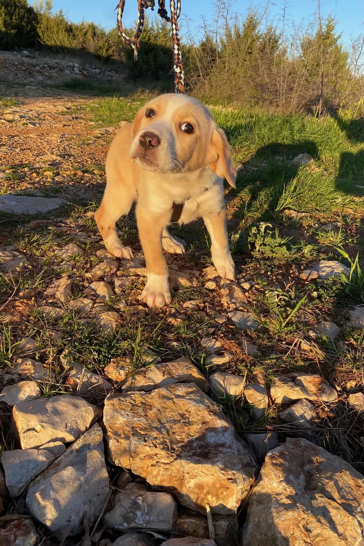 Pepeo, male Mixed Breed for adoption at Streunerglück e.V. — photo 2 of 15