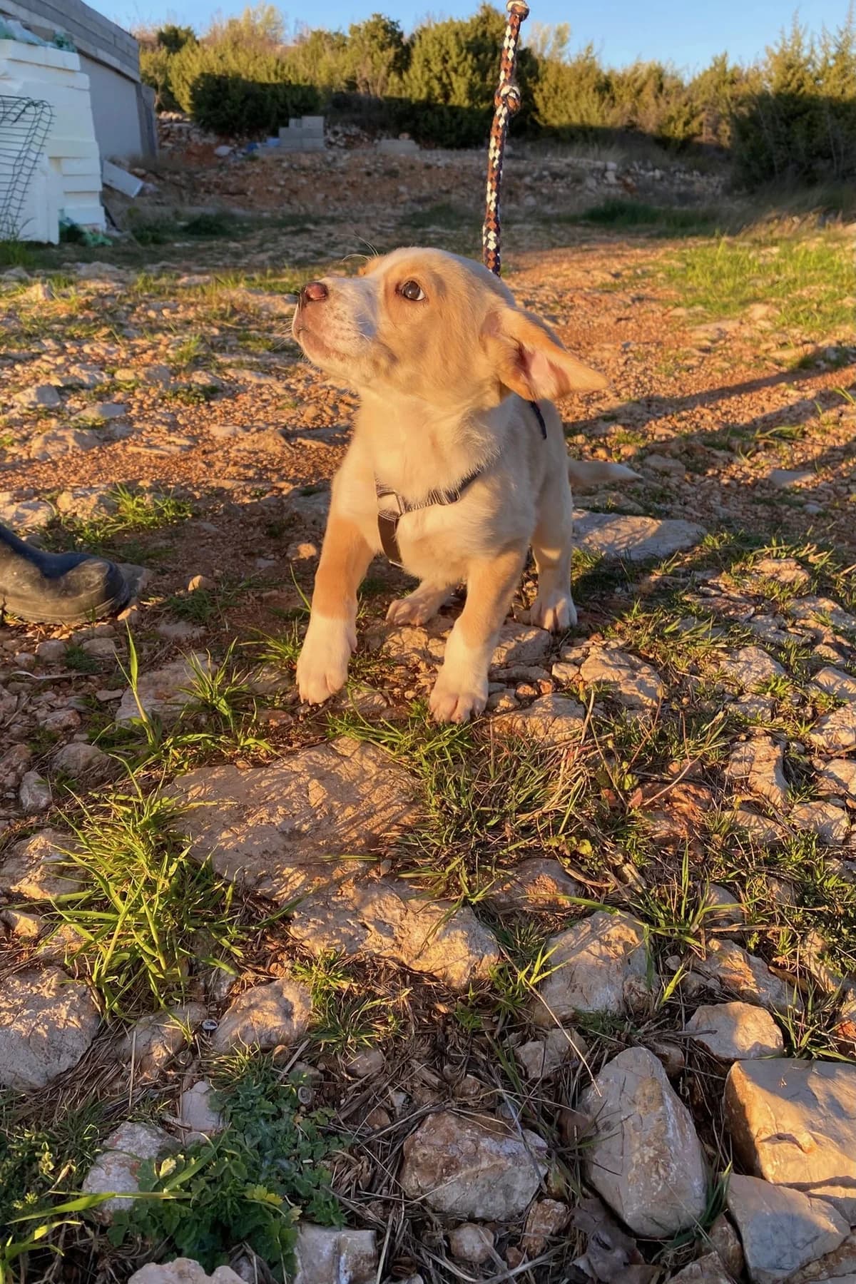 Pepeo, male Mixed Breed for adoption at Streunerglück e.V. — photo 3 of 15