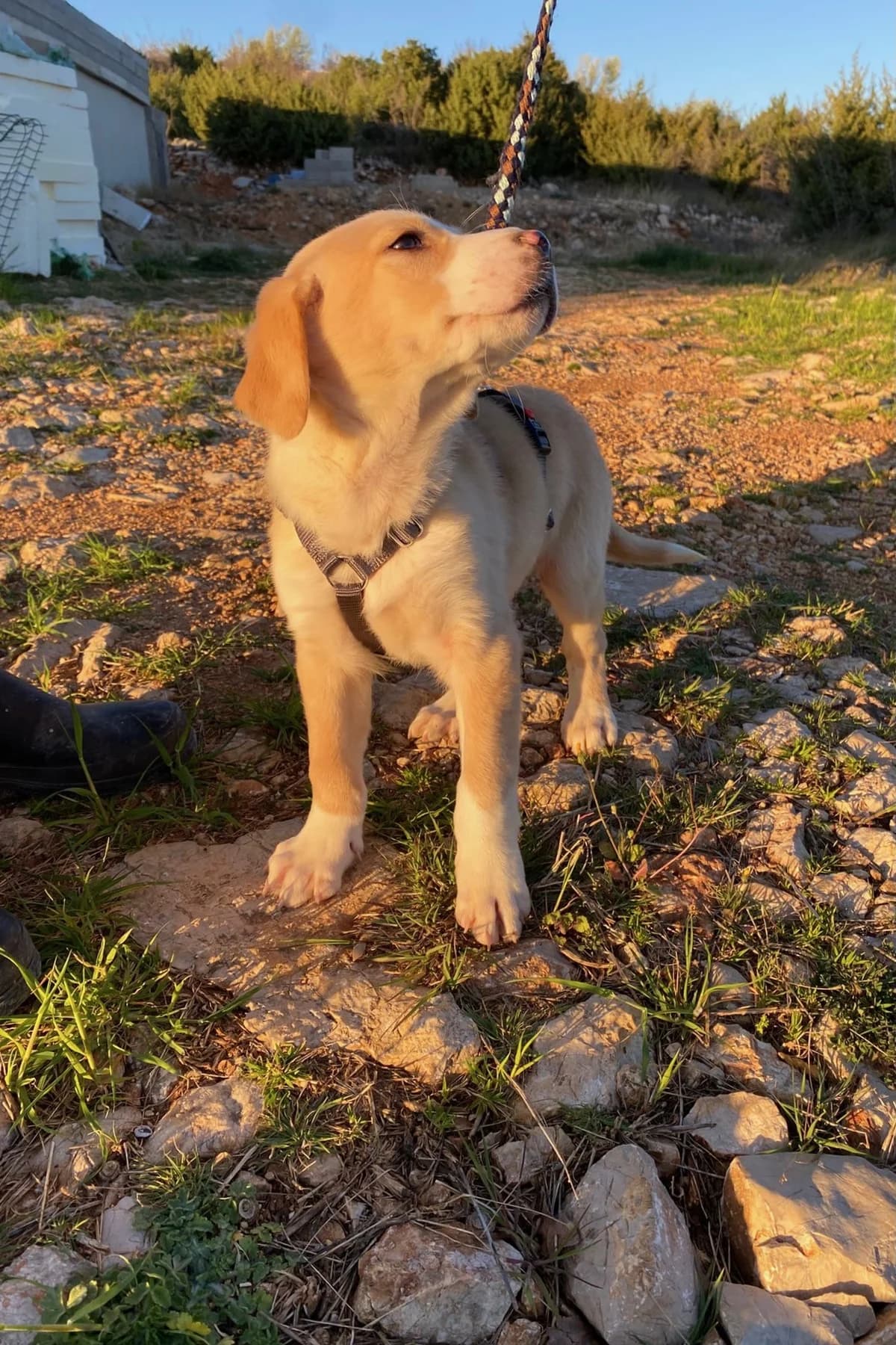 Pepeo, male Mixed Breed for adoption at Streunerglück e.V. — photo 4 of 15