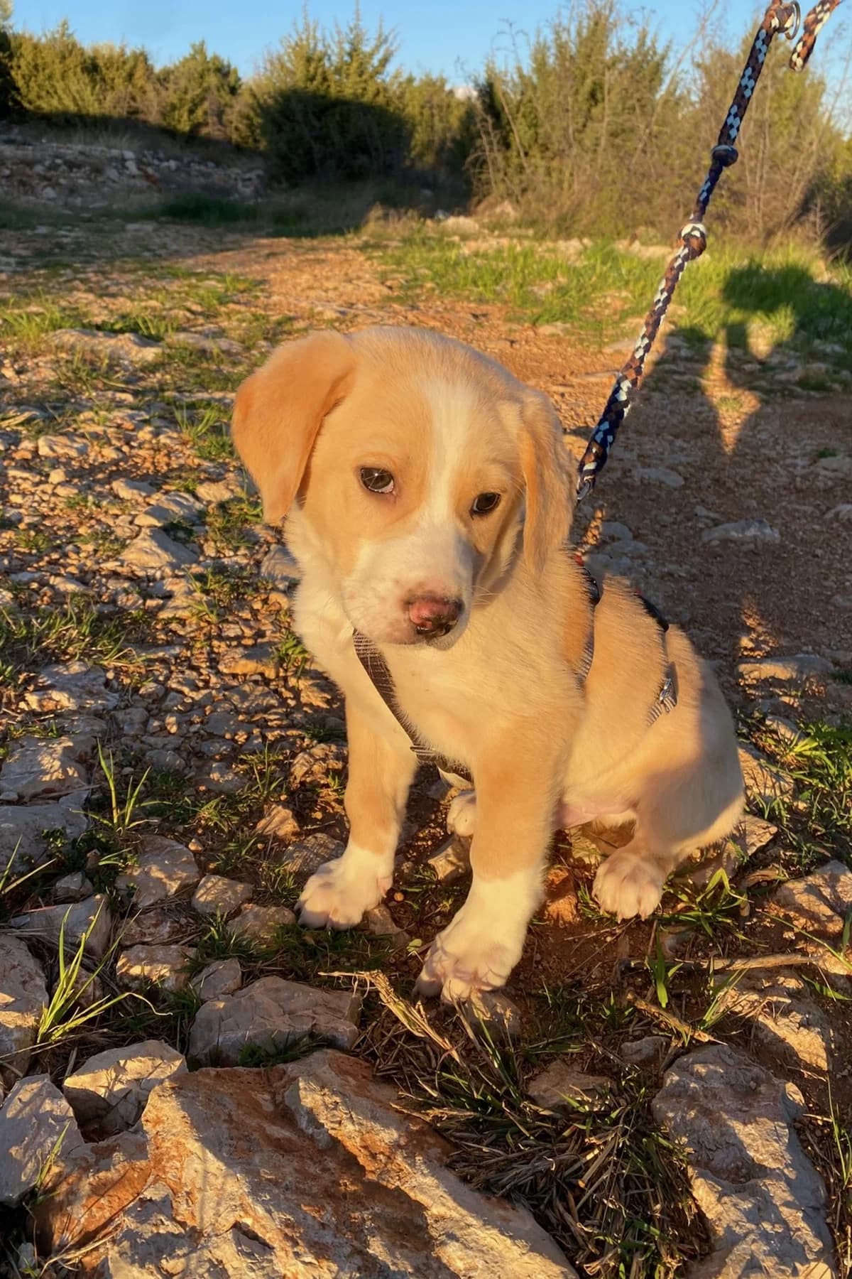 Pepeo, male Mixed Breed for adoption at Streunerglück e.V. — photo 5 of 15