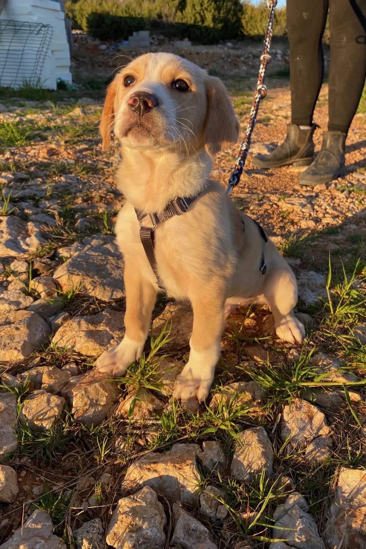 Pepeo, male Mixed Breed for adoption at Streunerglück e.V. — photo 6 of 15