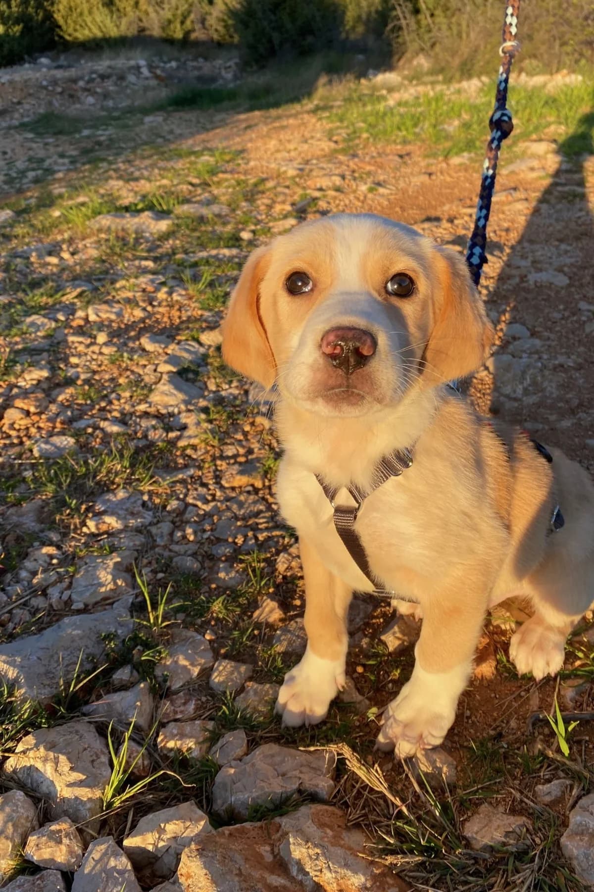 Pepeo, male Mixed Breed for adoption at Streunerglück e.V. — photo 7 of 15
