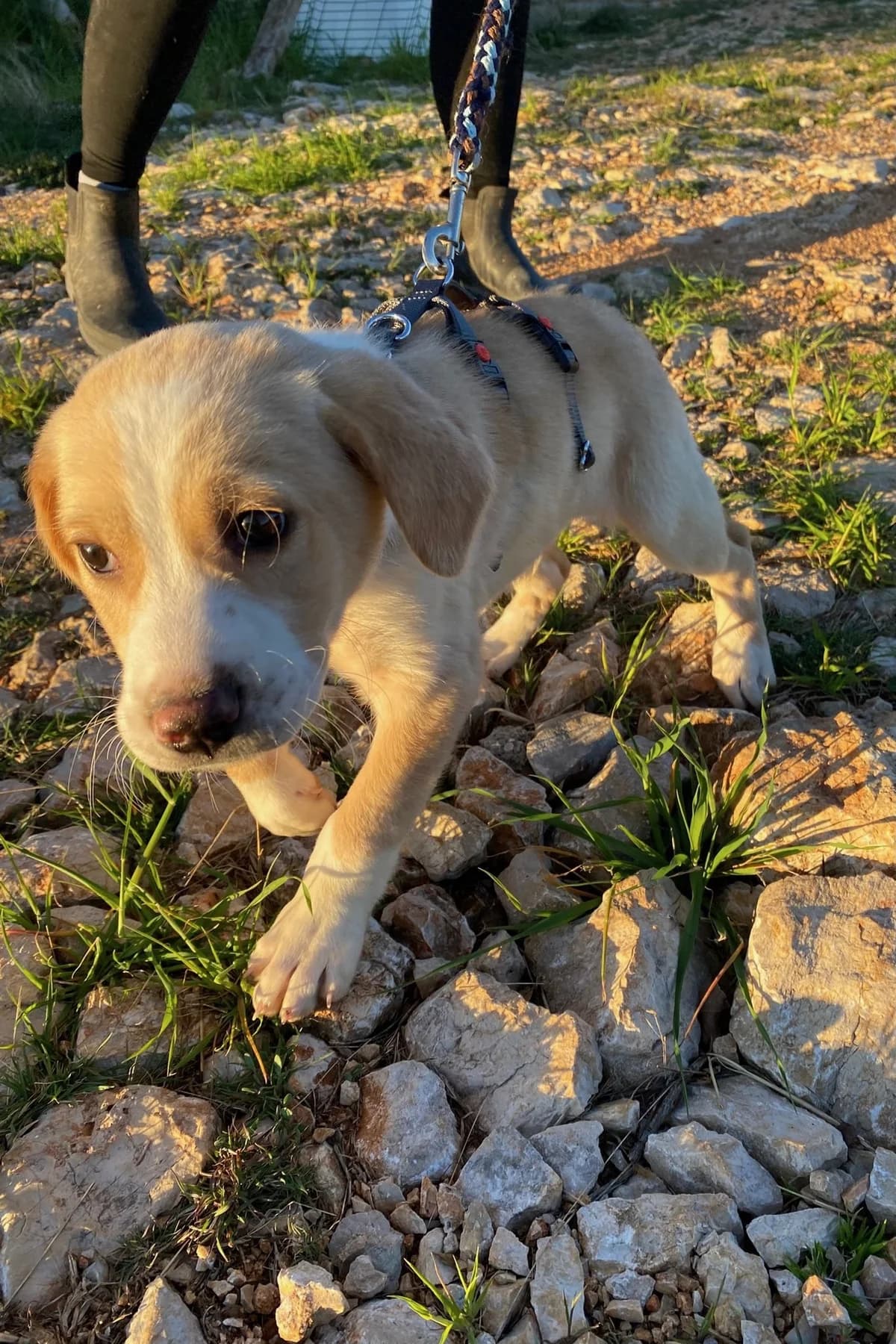 Pepeo, male Mixed Breed for adoption at Streunerglück e.V. — photo 8 of 15