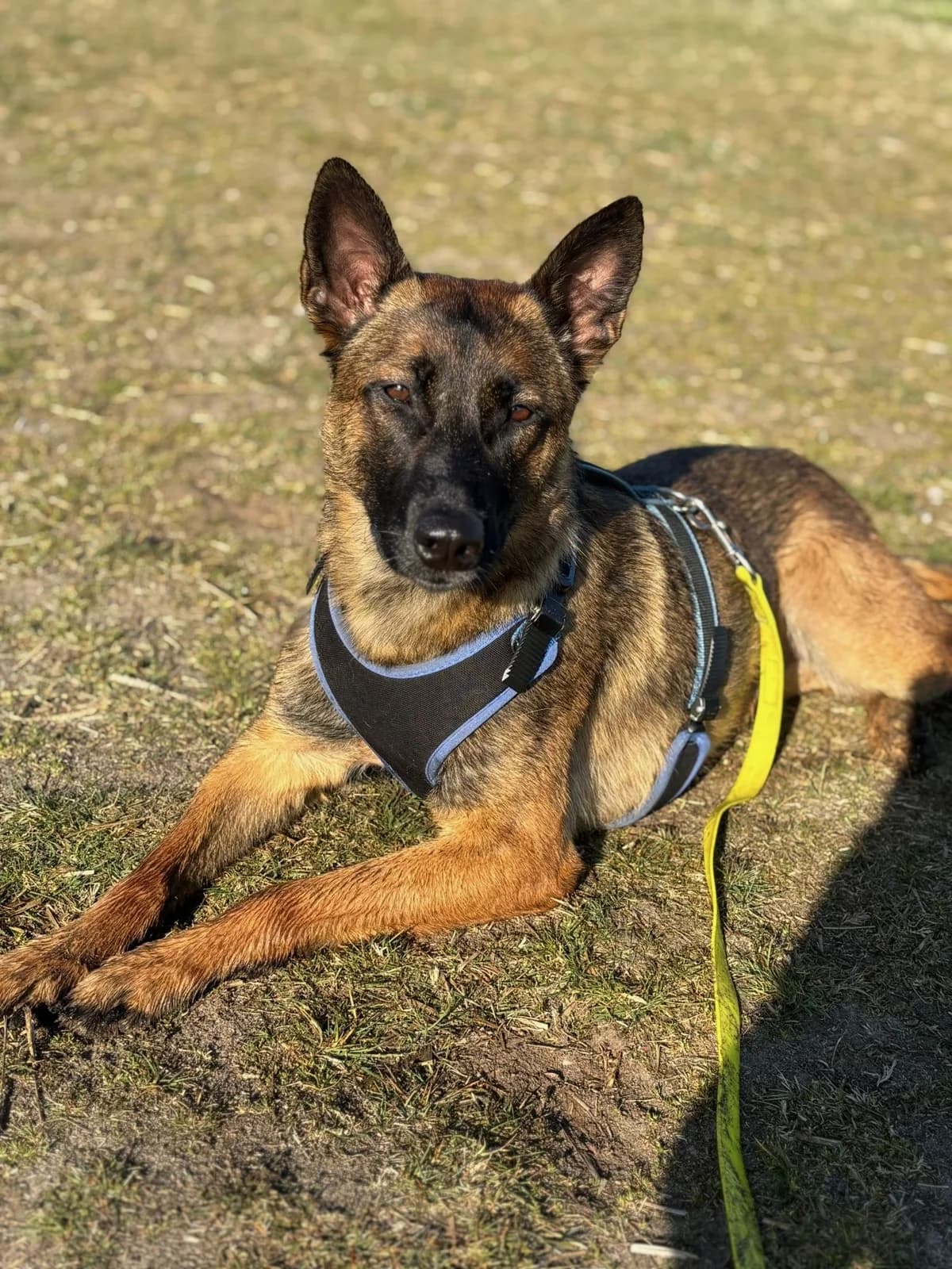 Reika, female Belgian Malinois for adoption at Streunerglück e.V., München