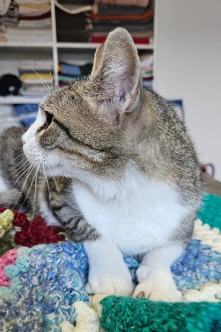 Samira, Mixed Breed (Streunerglück e.V.)