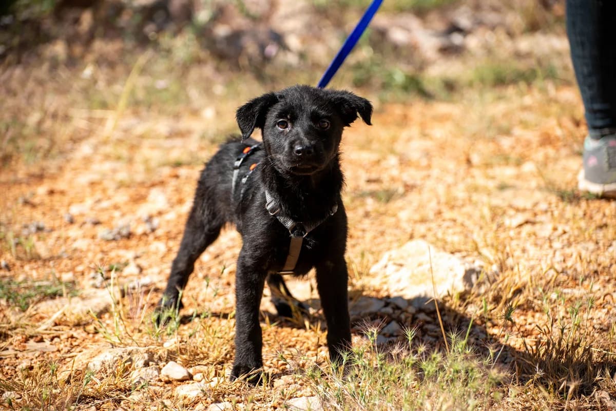 Suki, female puppy Mixed Breed for adoption at Streunerglück e.V., München
