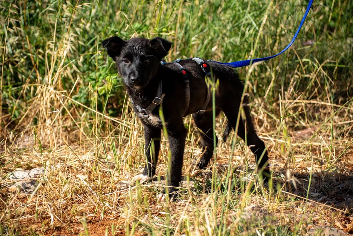 Zia, female puppy Mixed Breed for adoption at Streunerglück e.V., München