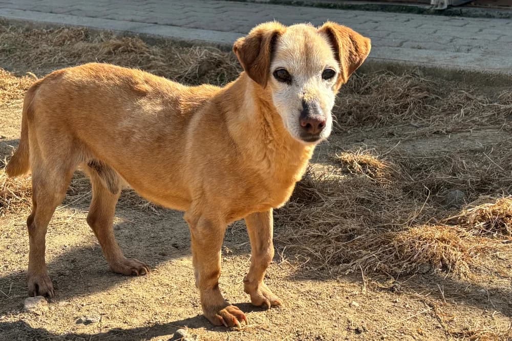 Larice, male senior Dachshund for adoption at STREUNERHerzen e.V., Köln