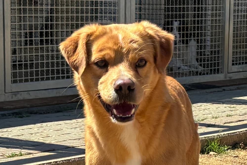 Nio, male 5yo Mixed Breed for adoption at STREUNERHerzen e.V., Köln