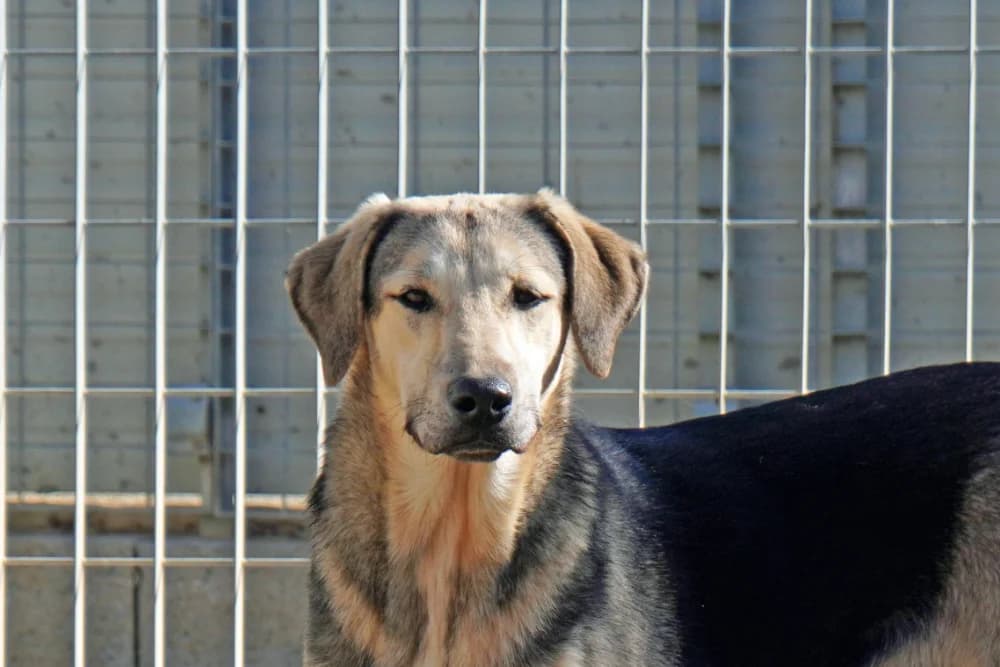 Paris, female young German Shepherd for adoption at STREUNERHerzen e.V., Köln
