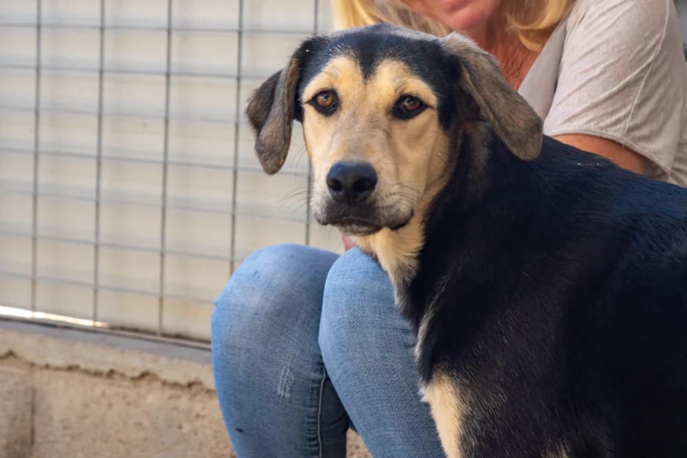 Peace, female young German Shepherd for adoption at STREUNERHerzen e.V., Köln