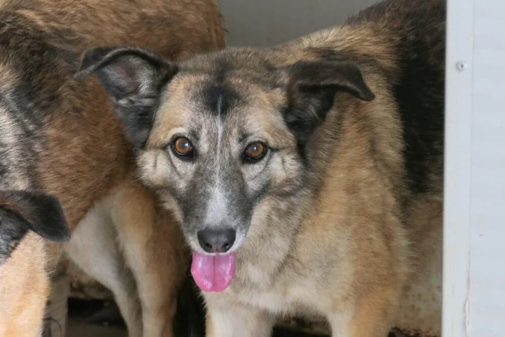Amber, female senior German Shepherd for adoption at STREUNERHerzen e.V., Köln