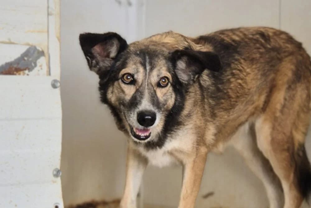 Ambra, female senior German Shepherd for adoption at STREUNERHerzen e.V., Köln