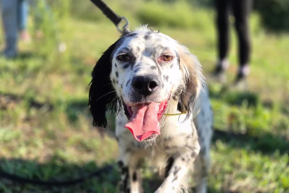 Diki, male young English Setter for adoption at STREUNERHerzen e.V., Köln