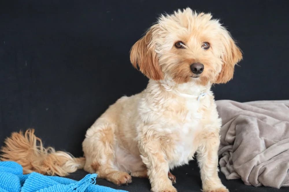 Ninno, male 5yo Mixed Breed for adoption at STREUNERHerzen e.V., Köln