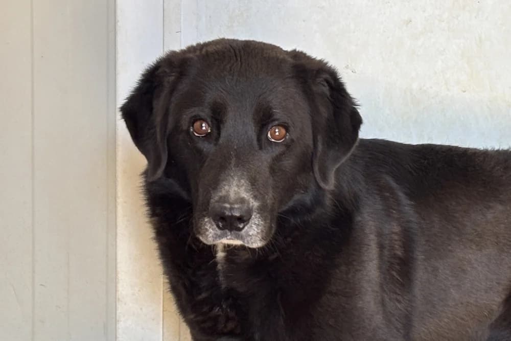 Aldo Tenero, male 6yo Mixed Breed for adoption at STREUNERHerzen e.V., Köln