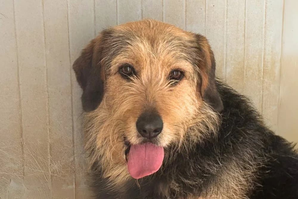 Maschera, female 6yo Mixed Breed for adoption at STREUNERHerzen e.V., Köln