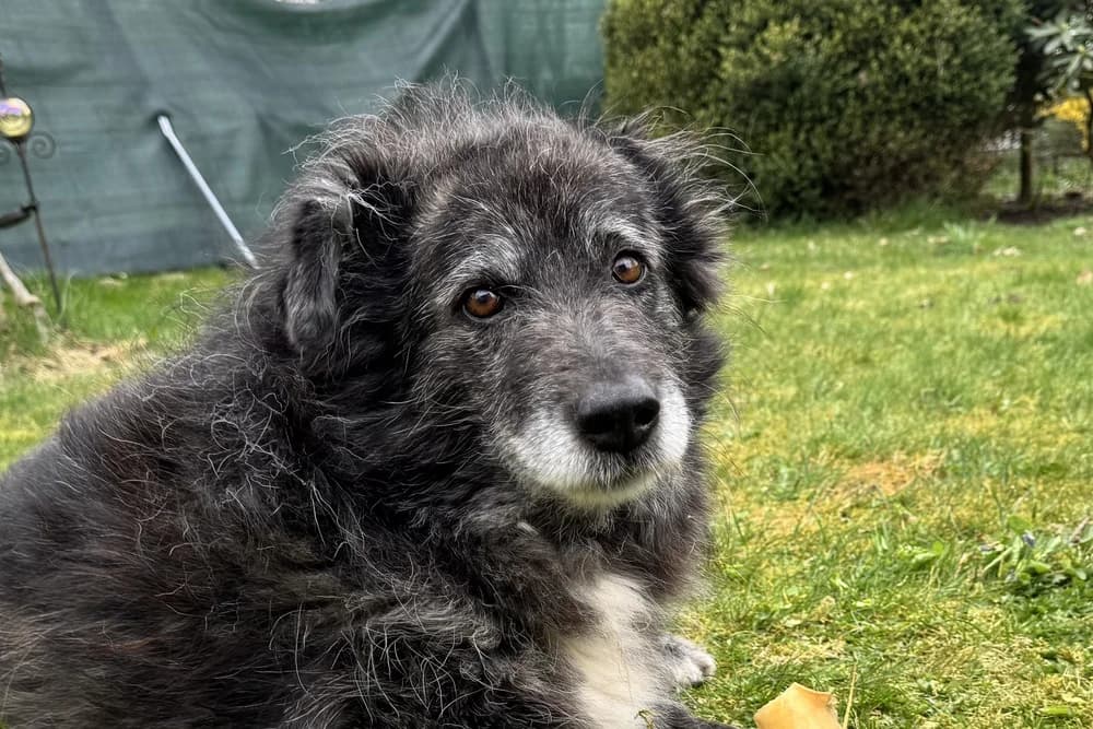 Tigro, male senior Mixed Breed for adoption at STREUNERHerzen e.V., Köln