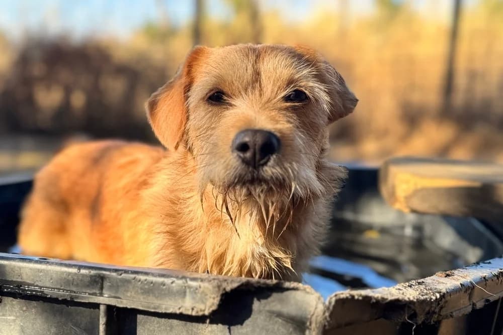 Hercules, male young Mixed Breed for adoption at STREUNERHerzen e.V., Köln