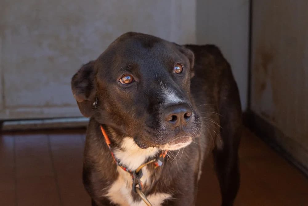 Tony, male 3yo Mixed Breed for adoption at STREUNERHerzen e.V., Köln
