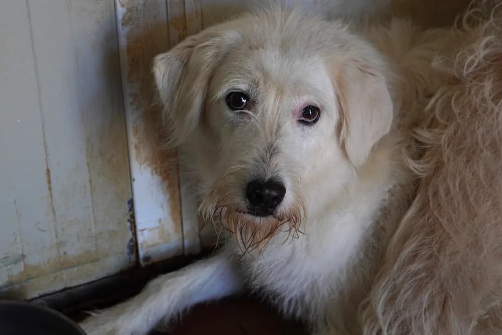 Cloe, female 6yo Mixed Breed for adoption at STREUNERHerzen e.V., Köln