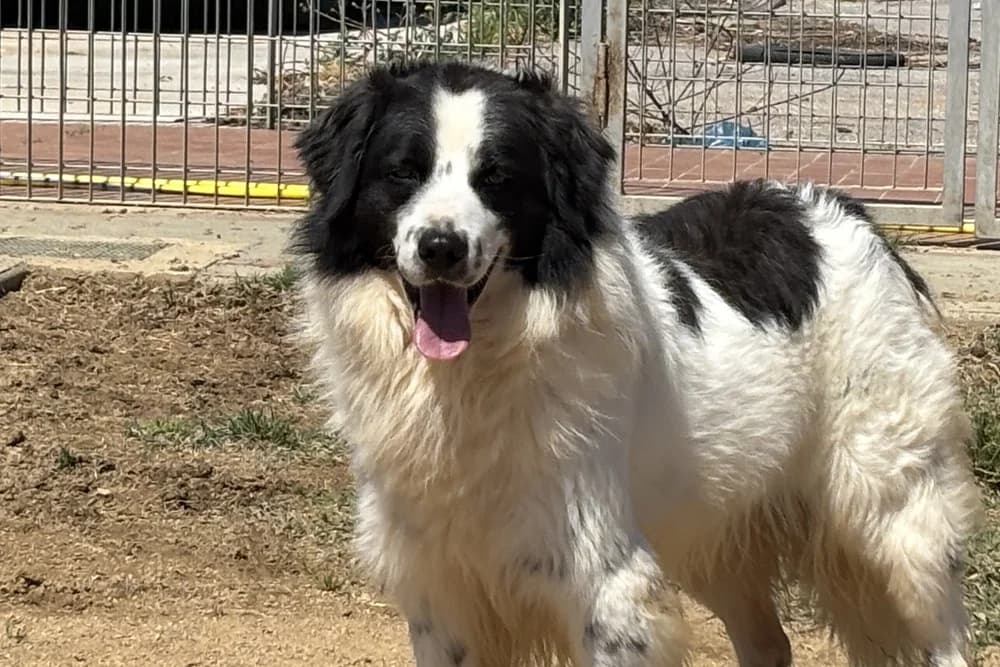 Fulmine, male 6yo Mixed Breed for adoption at STREUNERHerzen e.V., Köln