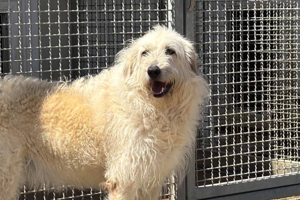 Brisa, female 6yo Mixed Breed for adoption at STREUNERHerzen e.V., Köln