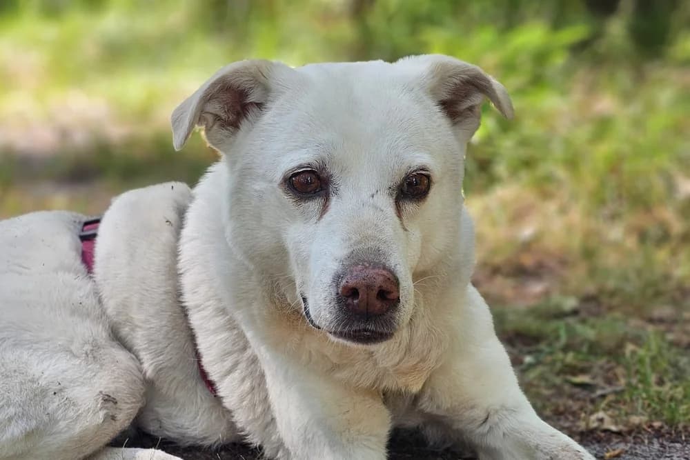 Odilla, female senior Mixed Breed for adoption at STREUNERHerzen e.V., Köln