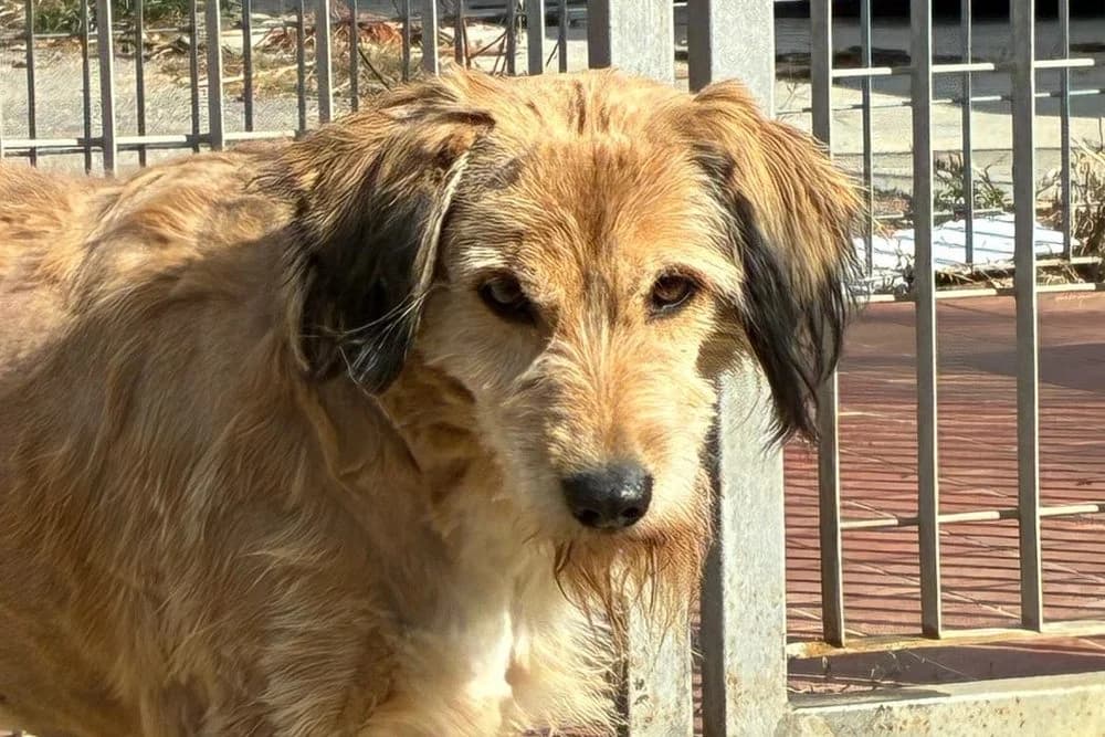 Rina, female 7yo German Shepherd for adoption at STREUNERHerzen e.V., Köln