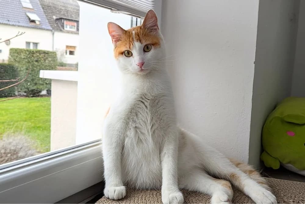 Isidoro, male young mixed breed for adoption at STREUNERHerzen e.V., Köln