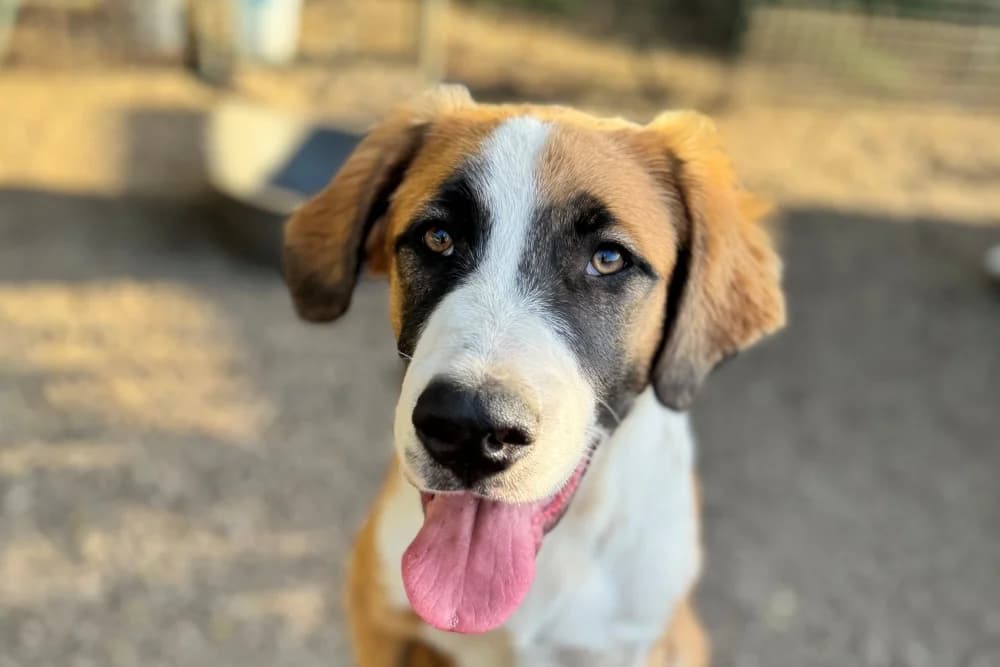 Dorian, male puppy Mixed Breed for adoption at STREUNERHerzen e.V., Köln