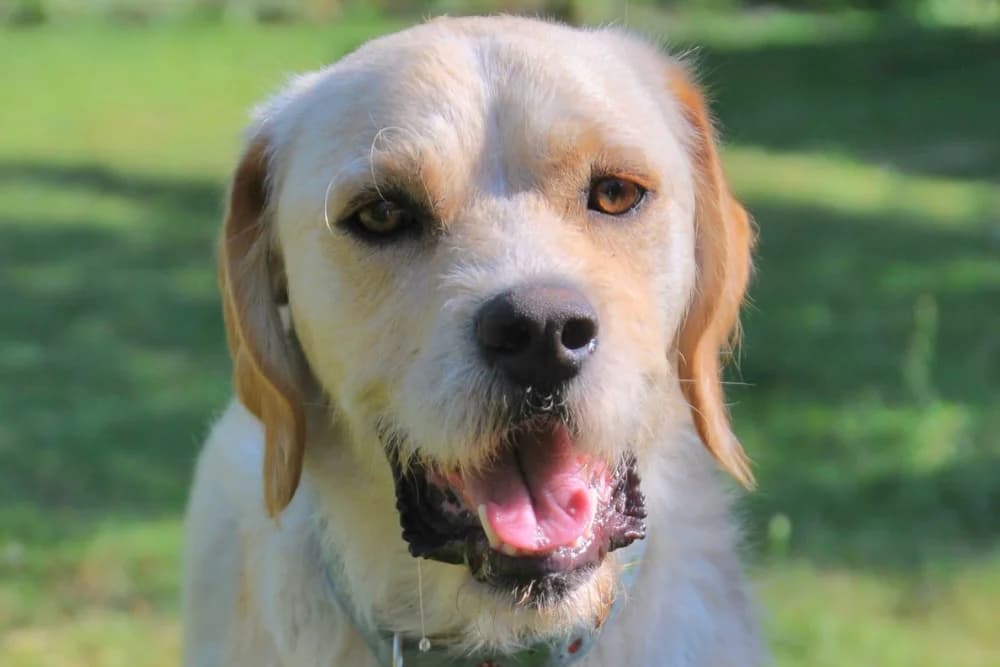 Mowgli, male young Mixed Breed for adoption at STREUNERHerzen e.V., Köln