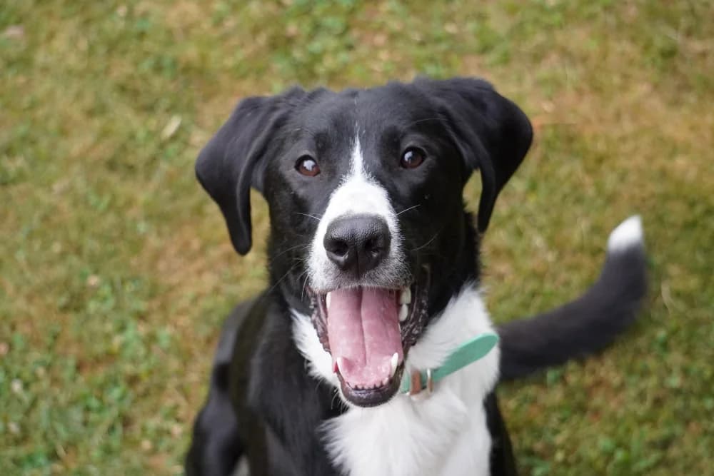 Araldo, male young Mixed Breed for adoption at STREUNERHerzen e.V., Köln