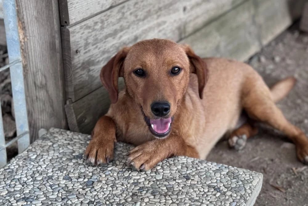 Ferdi, male puppy Dachshund for adoption at STREUNERHerzen e.V., Köln
