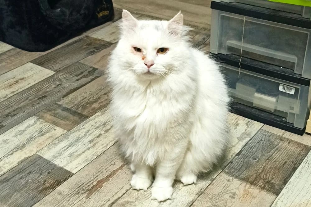 Biancone, male 7yo Mixed Breed for adoption at STREUNERHerzen e.V., Köln