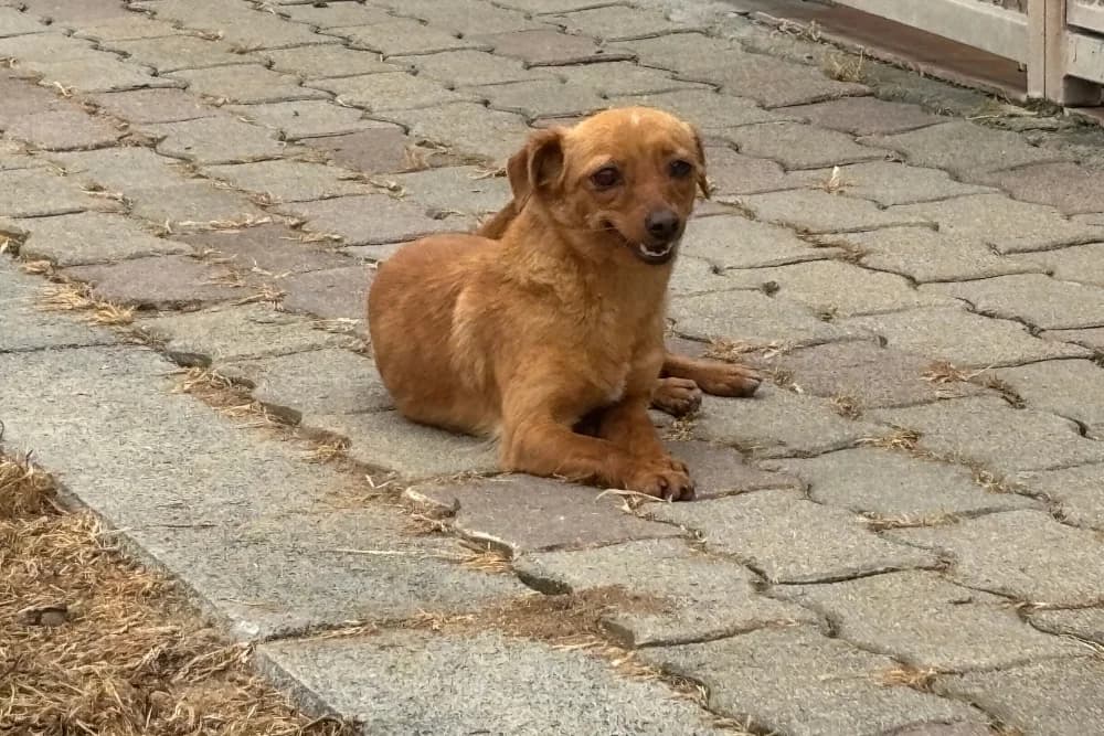 Bella, female young Chihuahua for adoption at STREUNERHerzen e.V., Köln