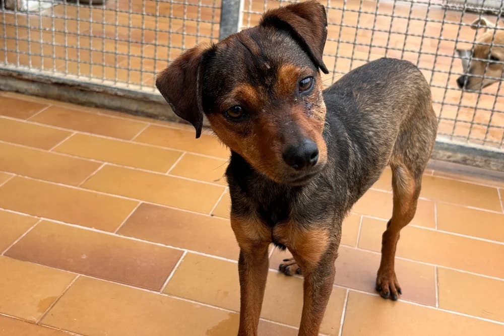 Luigi, male young Mixed Breed for adoption at STREUNERHerzen e.V., Köln