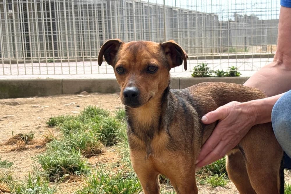Lui, male young Mixed Breed for adoption at STREUNERHerzen e.V., Köln