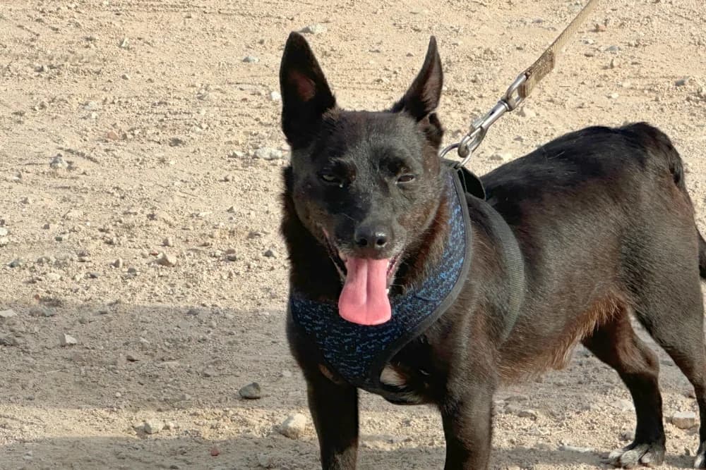 Bruno, male 3yo Mixed Breed for adoption at STREUNERHerzen e.V., Köln