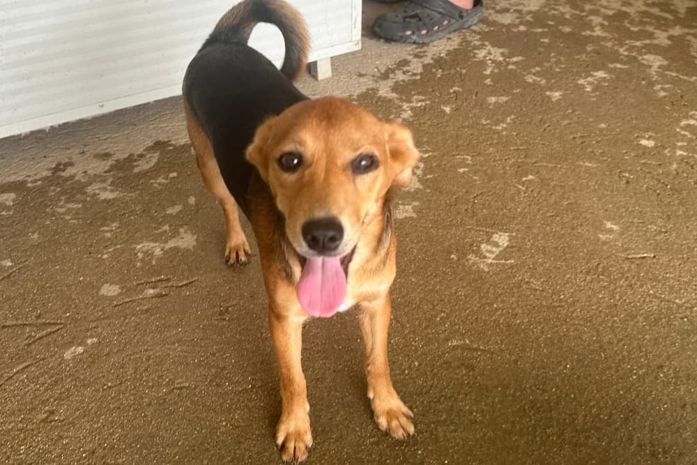Mambo, male puppy Mixed Breed for adoption at STREUNERHerzen e.V., Köln