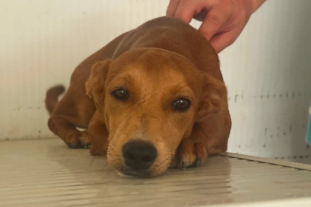 Miko, male puppy Mixed Breed for adoption at STREUNERHerzen e.V., Köln
