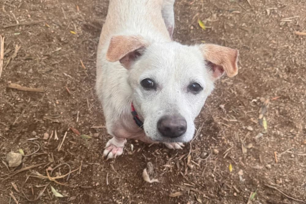 Bella, female senior Mixed Breed for adoption at STREUNERHerzen e.V., Köln