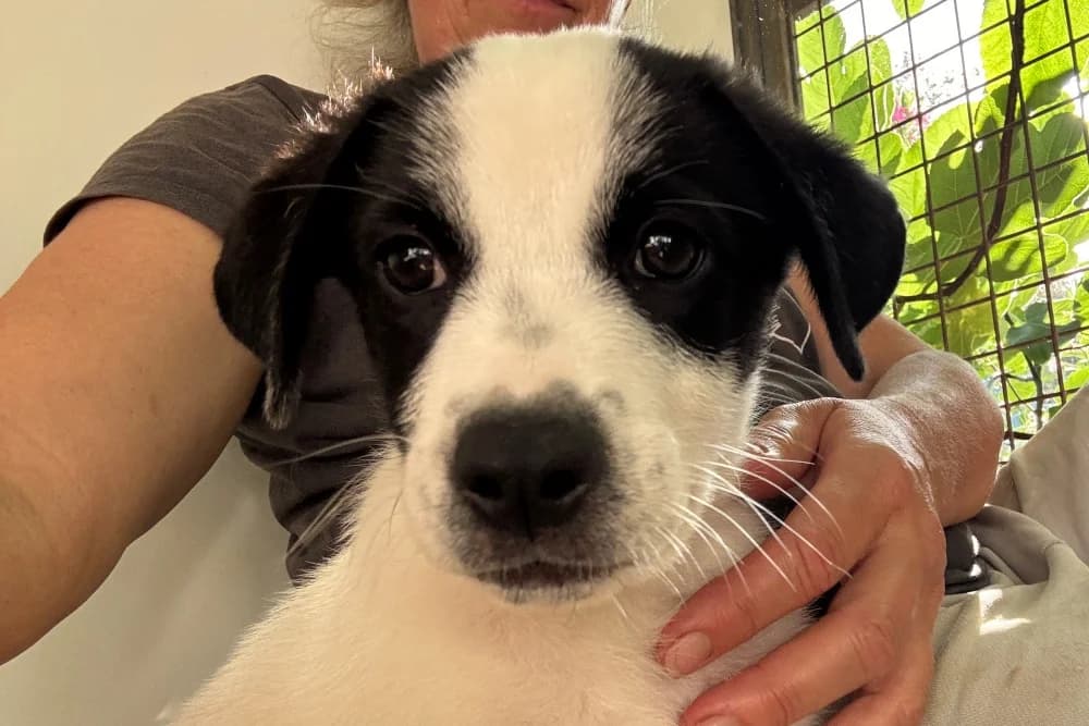 Erwin, male puppy Mixed Breed for adoption at STREUNERHerzen e.V., Köln