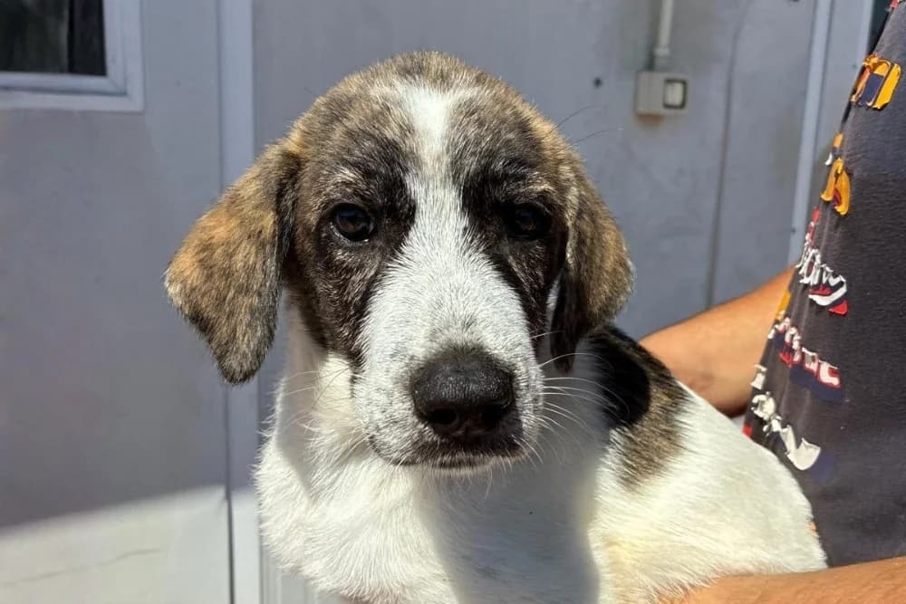 April, female puppy Mixed Breed for adoption at STREUNERHerzen e.V., Köln