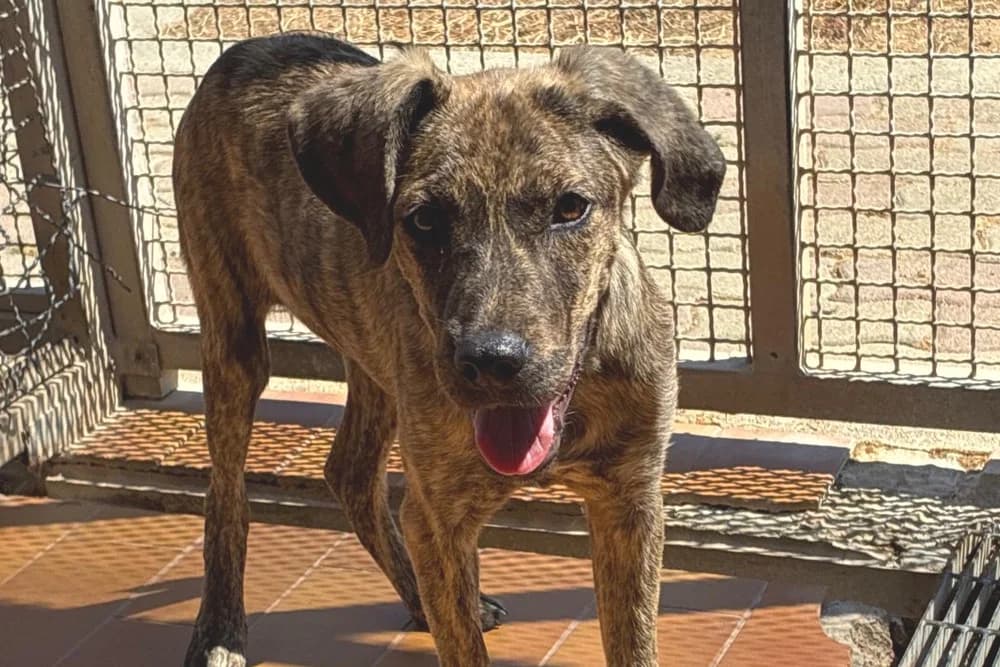 Emmi, female puppy Mixed Breed for adoption at STREUNERHerzen e.V., Köln